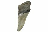 Partial Megalodon Tooth - Serrated Blade #248419-1